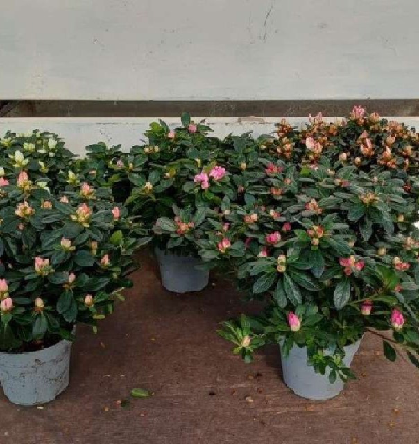 azalea indica fleuris/boutonÉe