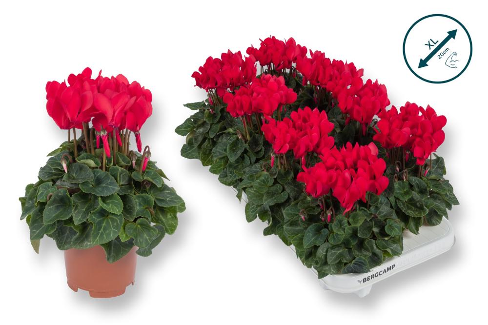 cyclamen