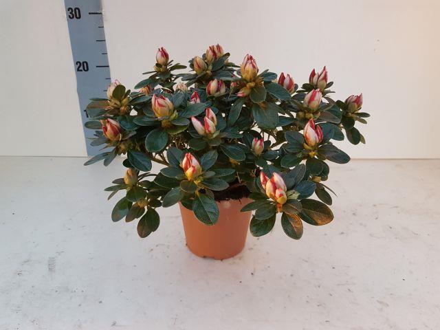 azalea indica fleuris/boutonÉe