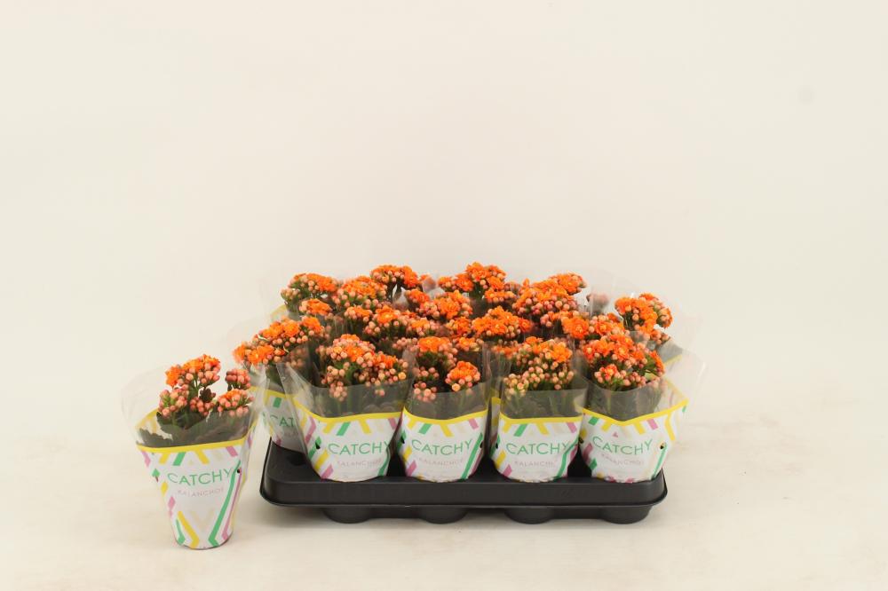 kalanchoe fleurs doubles