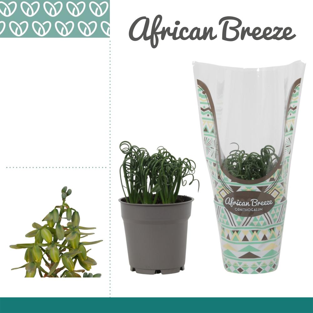 Albuca