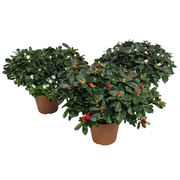 azalea indica fleuris/boutonÉe