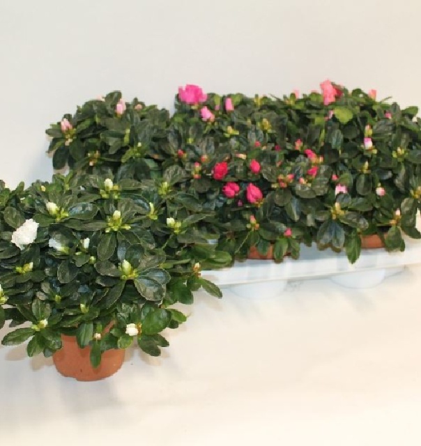 azalea indica fleuris/boutonÉe