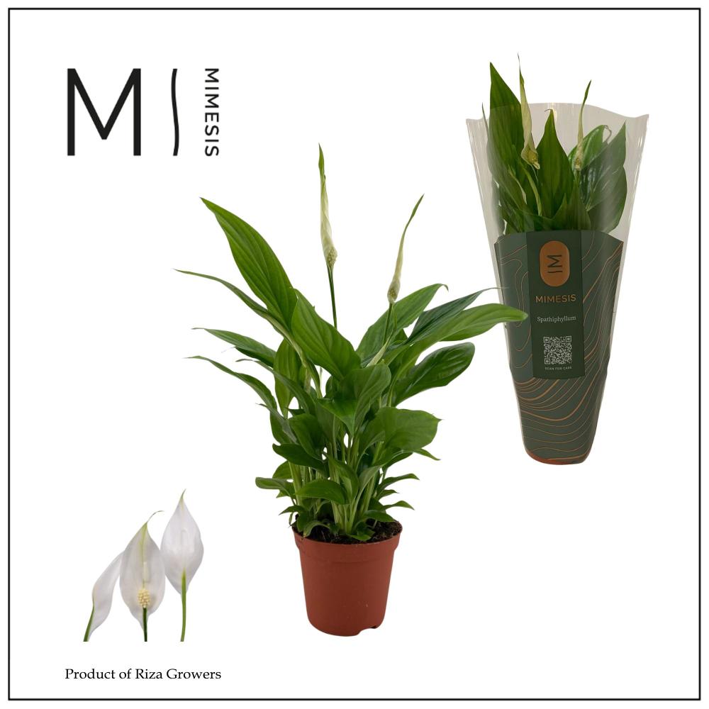 spathiphyllum