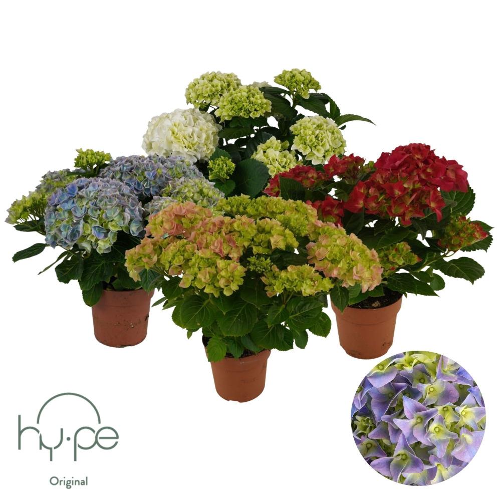Hydrangea