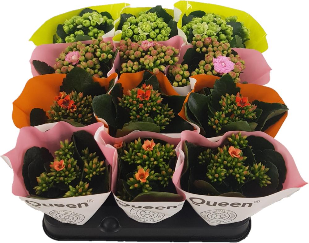 kalanchoe fleurs doubles