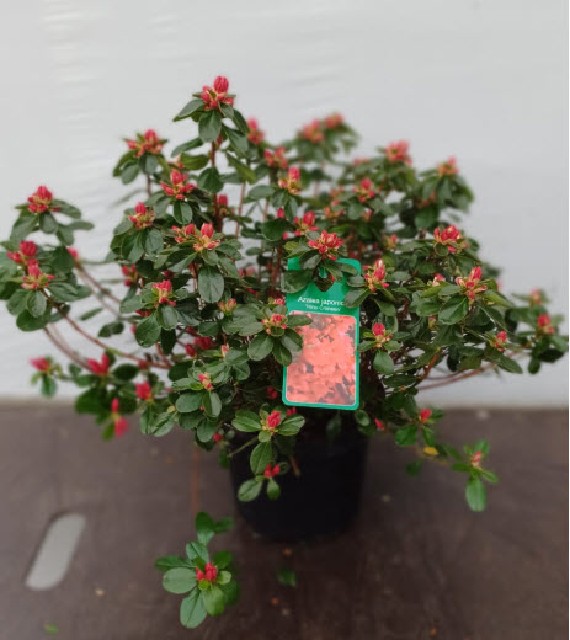 Azalea japonica fleuris/boutonÉe