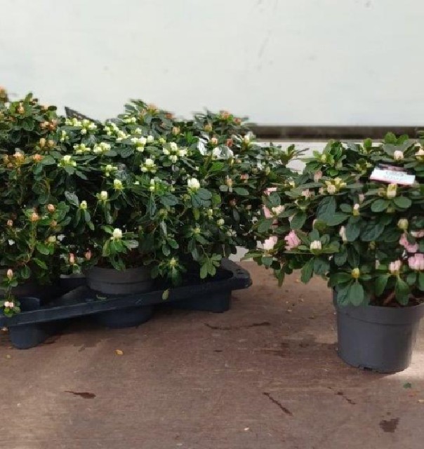 azalea indica fleuris/boutonÉe