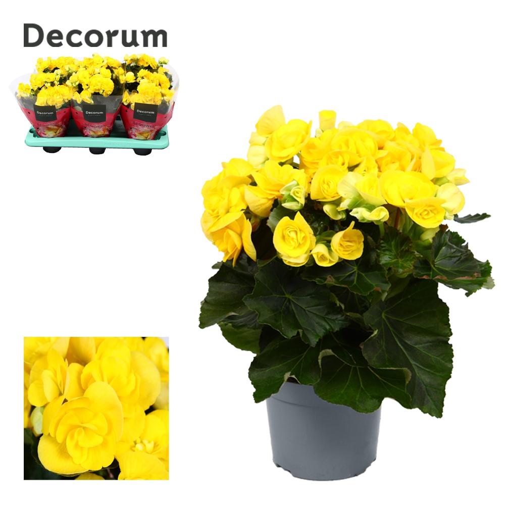 begonia