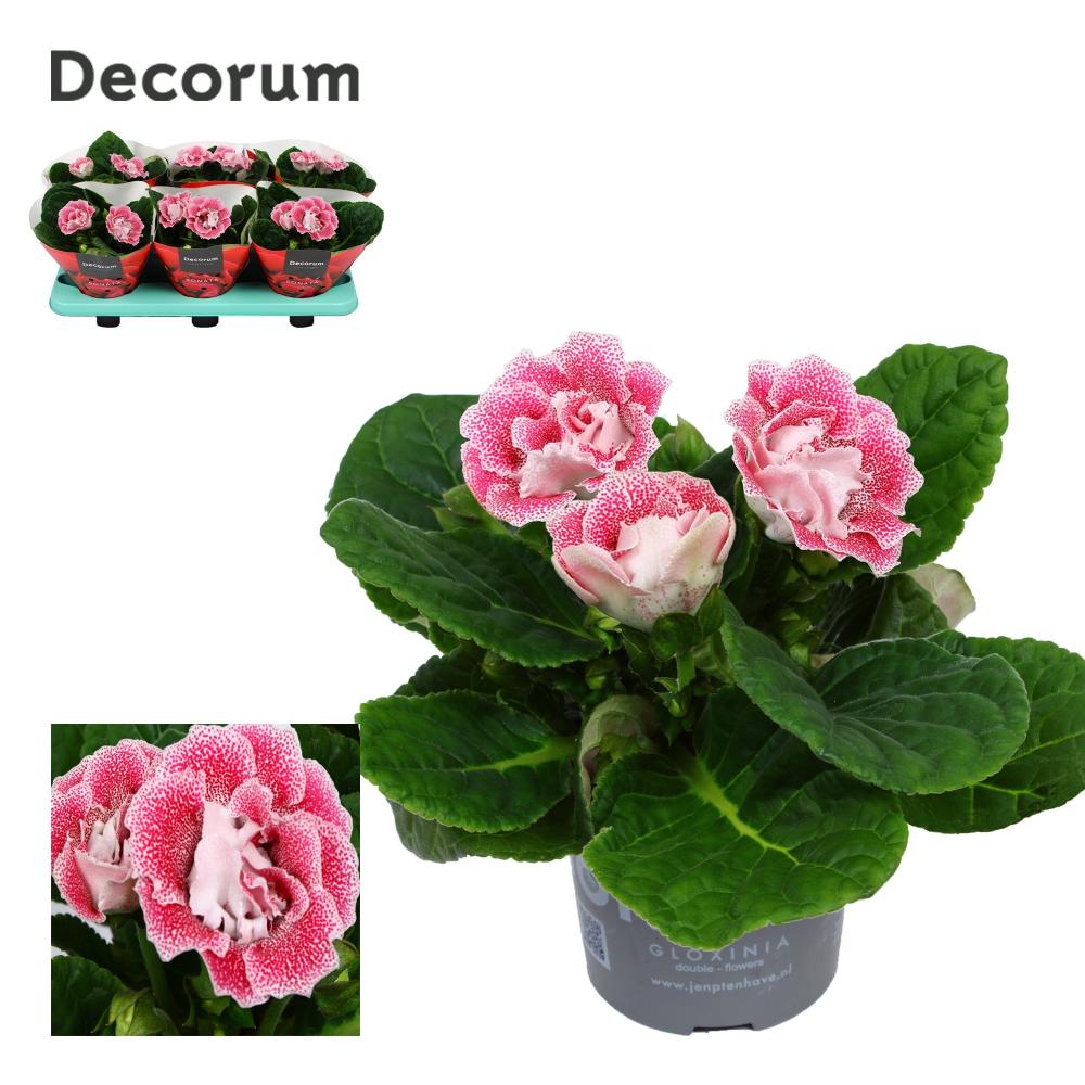 gloxinia