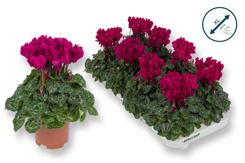 cyclamen
