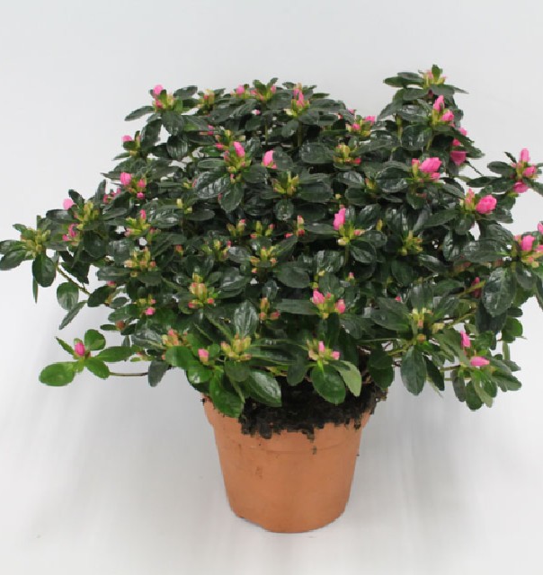 azalea indica fleuris/boutonÉe