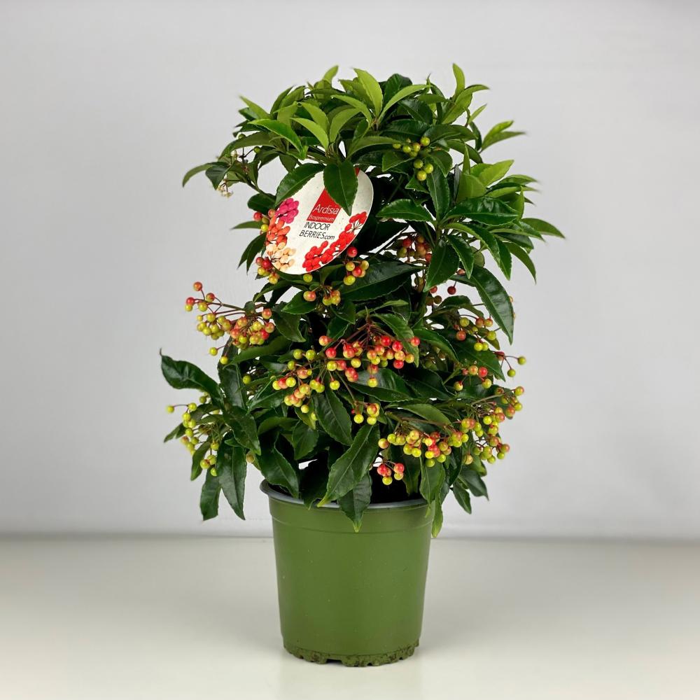 Ardisia
