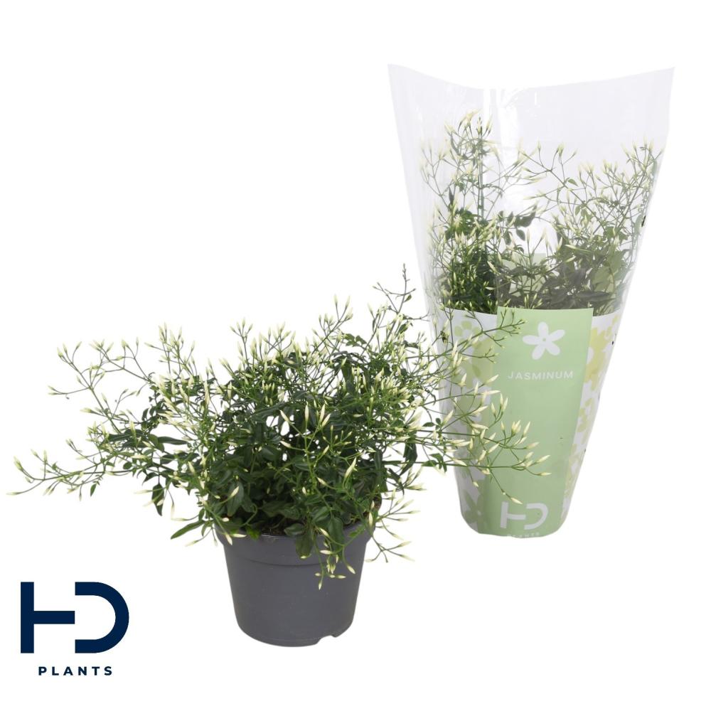 Jasminium polyanthum