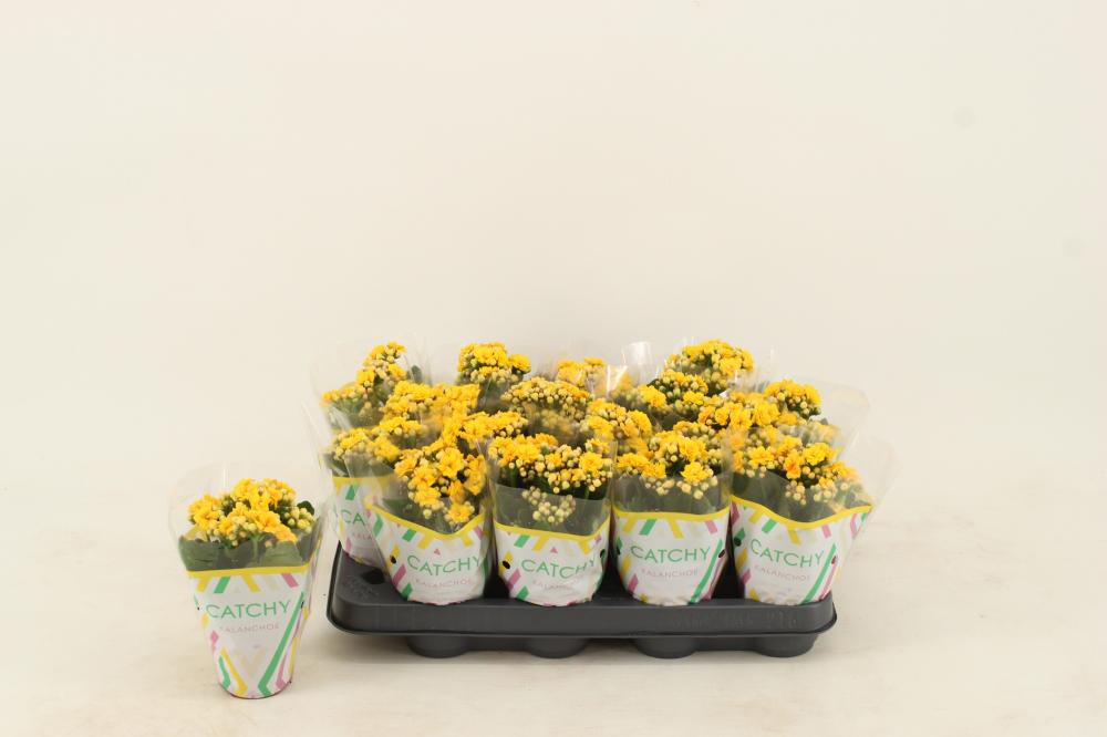 kalanchoe fleurs doubles