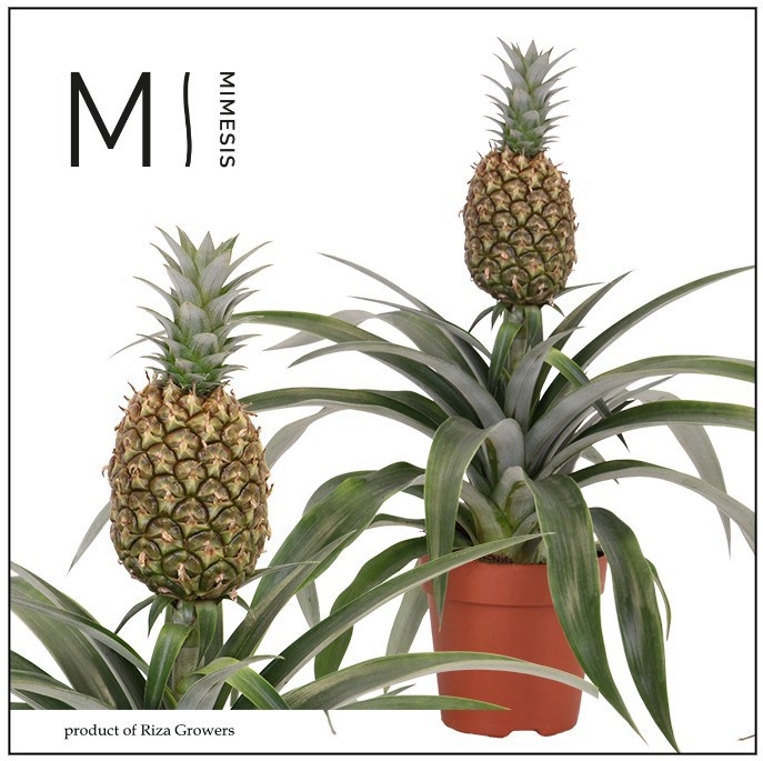 Ananas