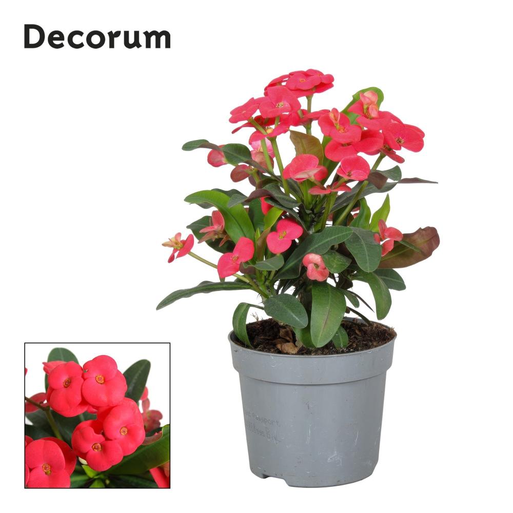 Euphorbia milii