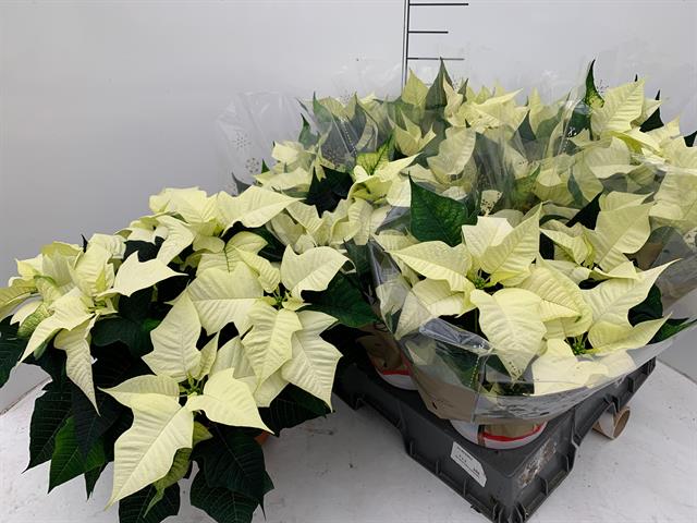 Poinsettia