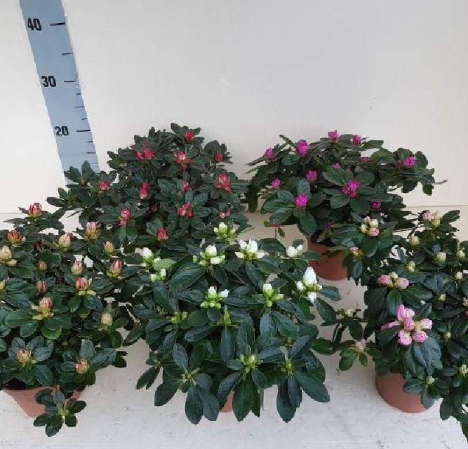 azalea indica fleuris/boutonÉe