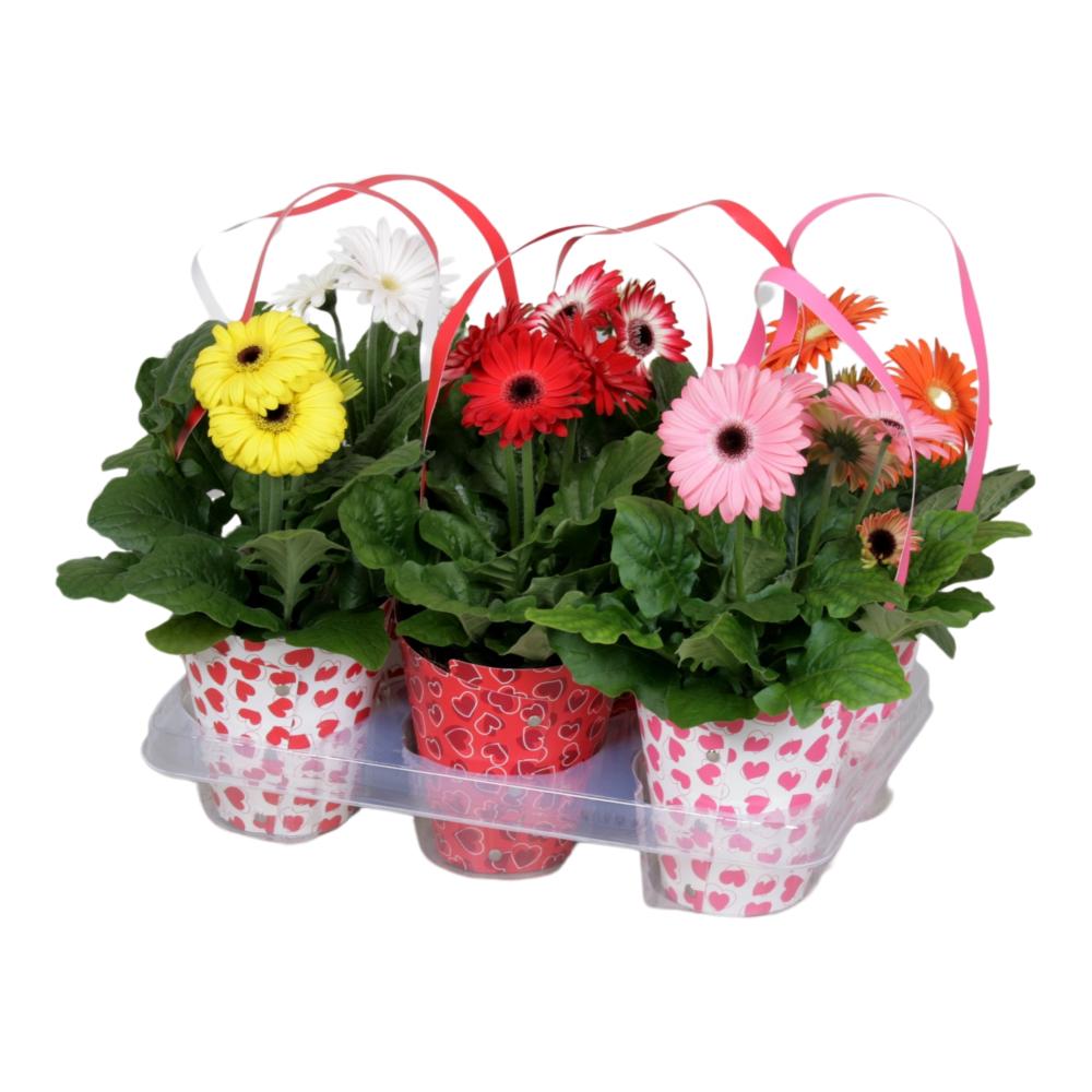 gerbera