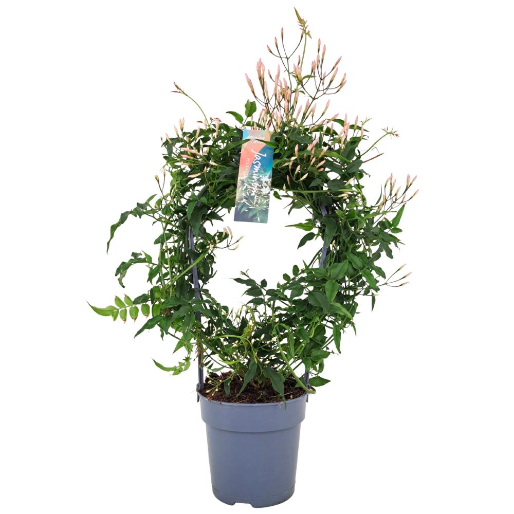 Jasminium polyanthum