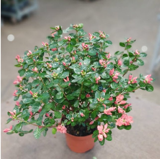 azalea indica fleuris/boutonÉe