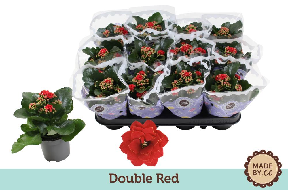 kalanchoe fleurs doubles