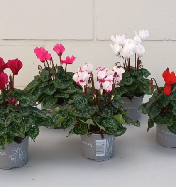 cyclamen