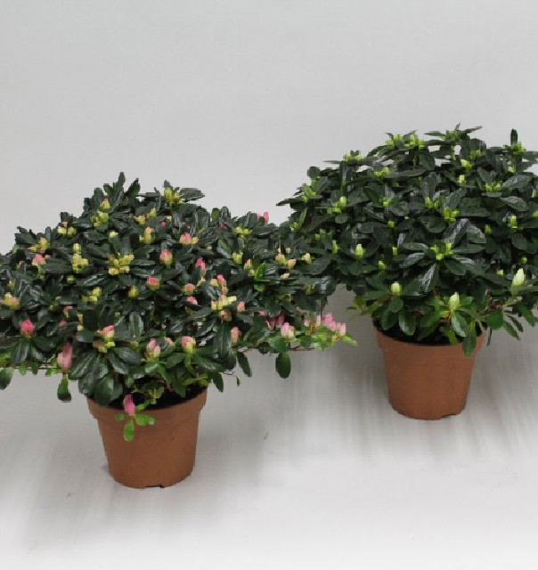 Azalea indica fleuris/boutonÉe