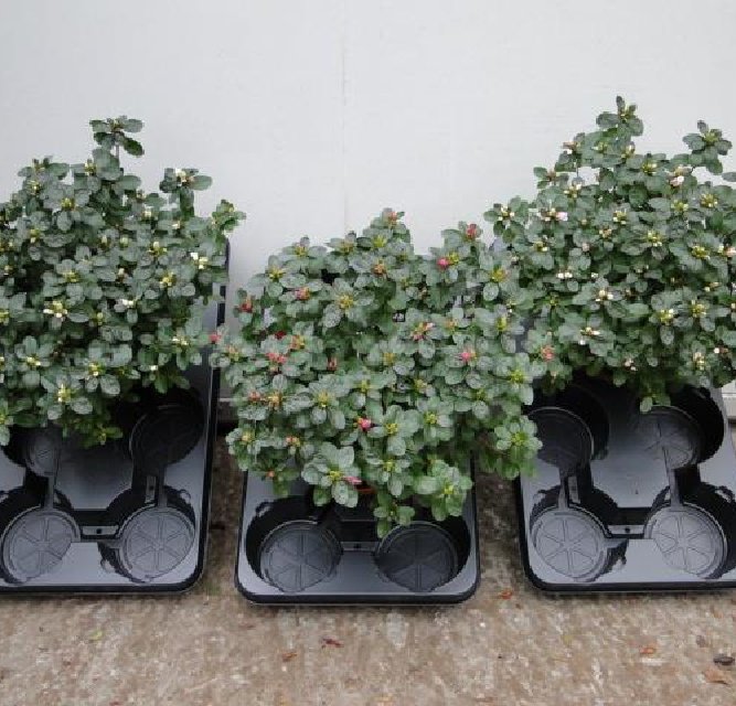 azalea indica fleuris/boutonÉe