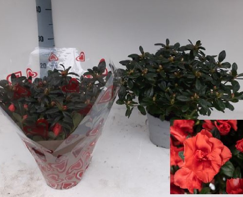 Azalea indica fleuris/boutonÉe