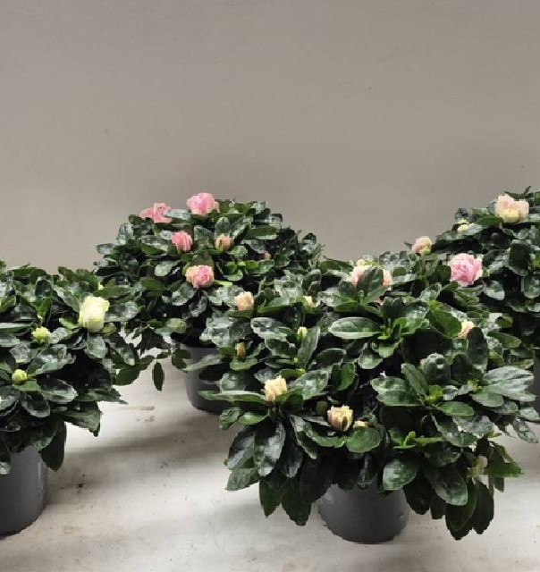 plantes fleuries