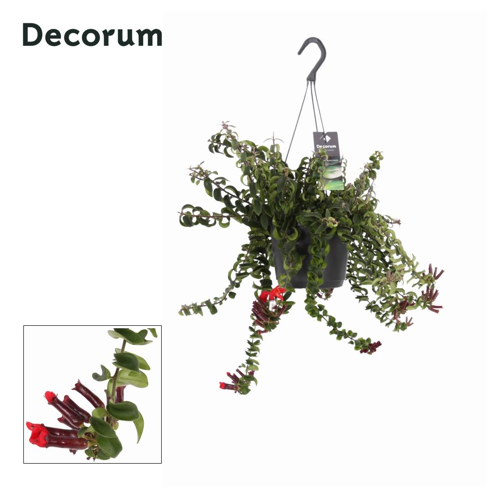 aeschynanthus