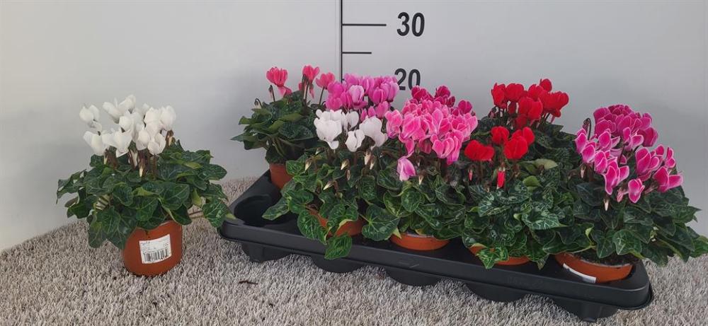 cyclamen