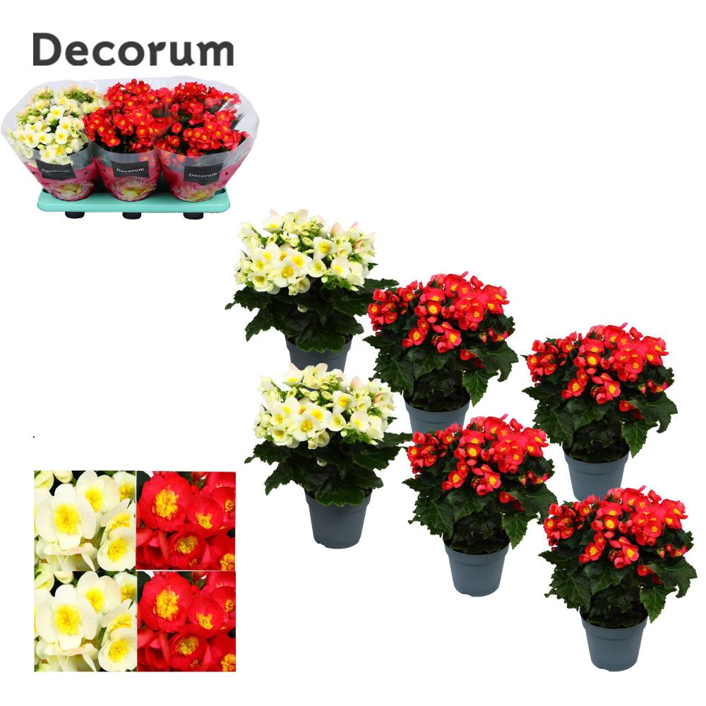 begonia