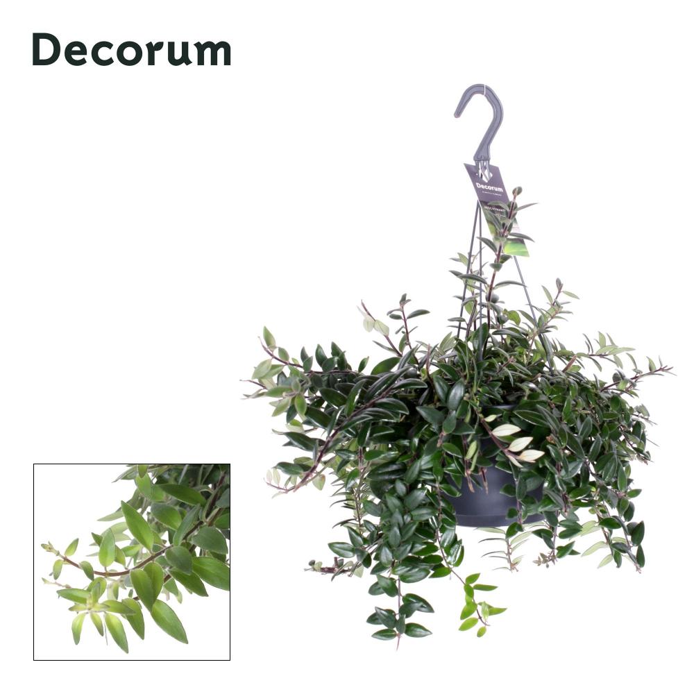 aeschynanthus