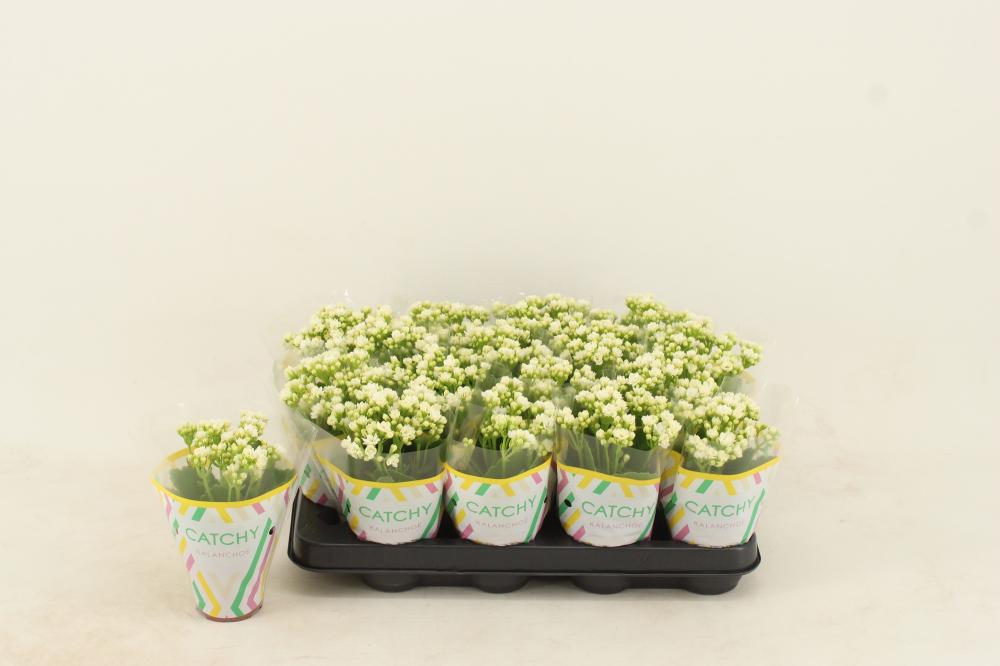 kalanchoe fleurs doubles