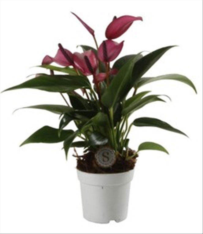 Anthurium