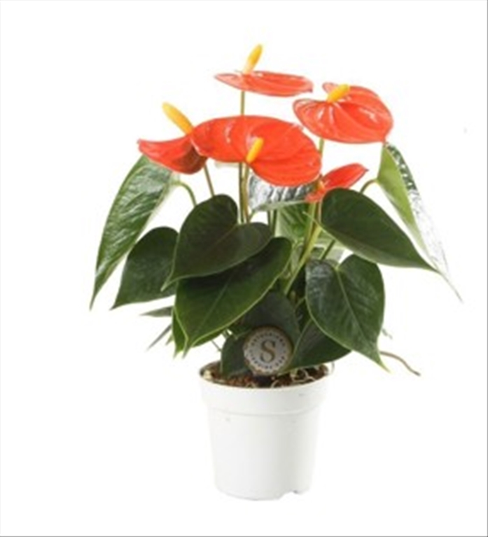 plantes fleuries