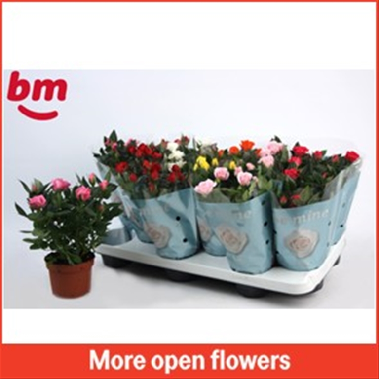plantes fleuries