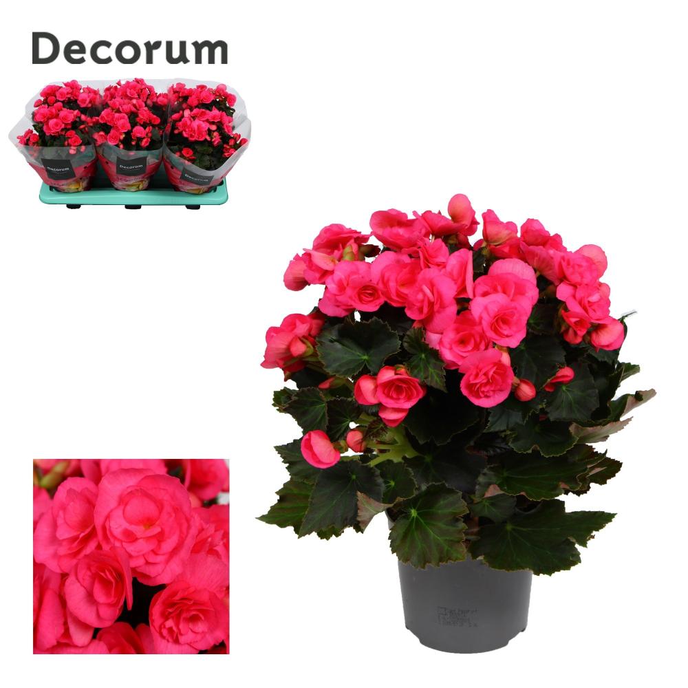 begonia