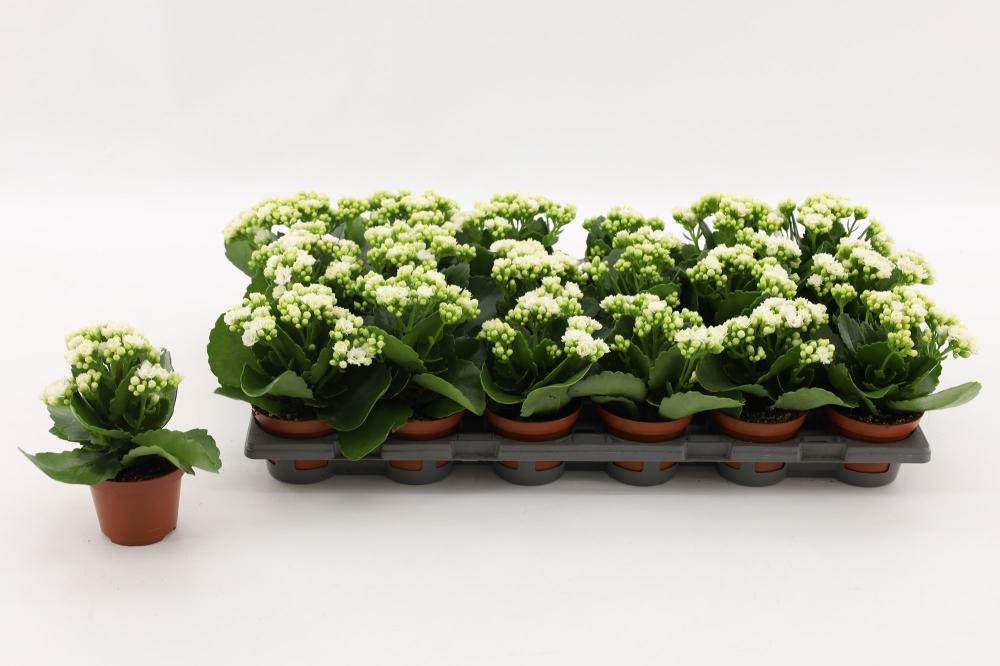 kalanchoe fleurs doubles