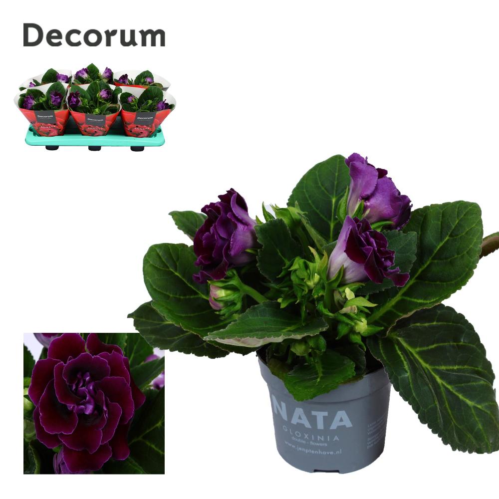 gloxinia