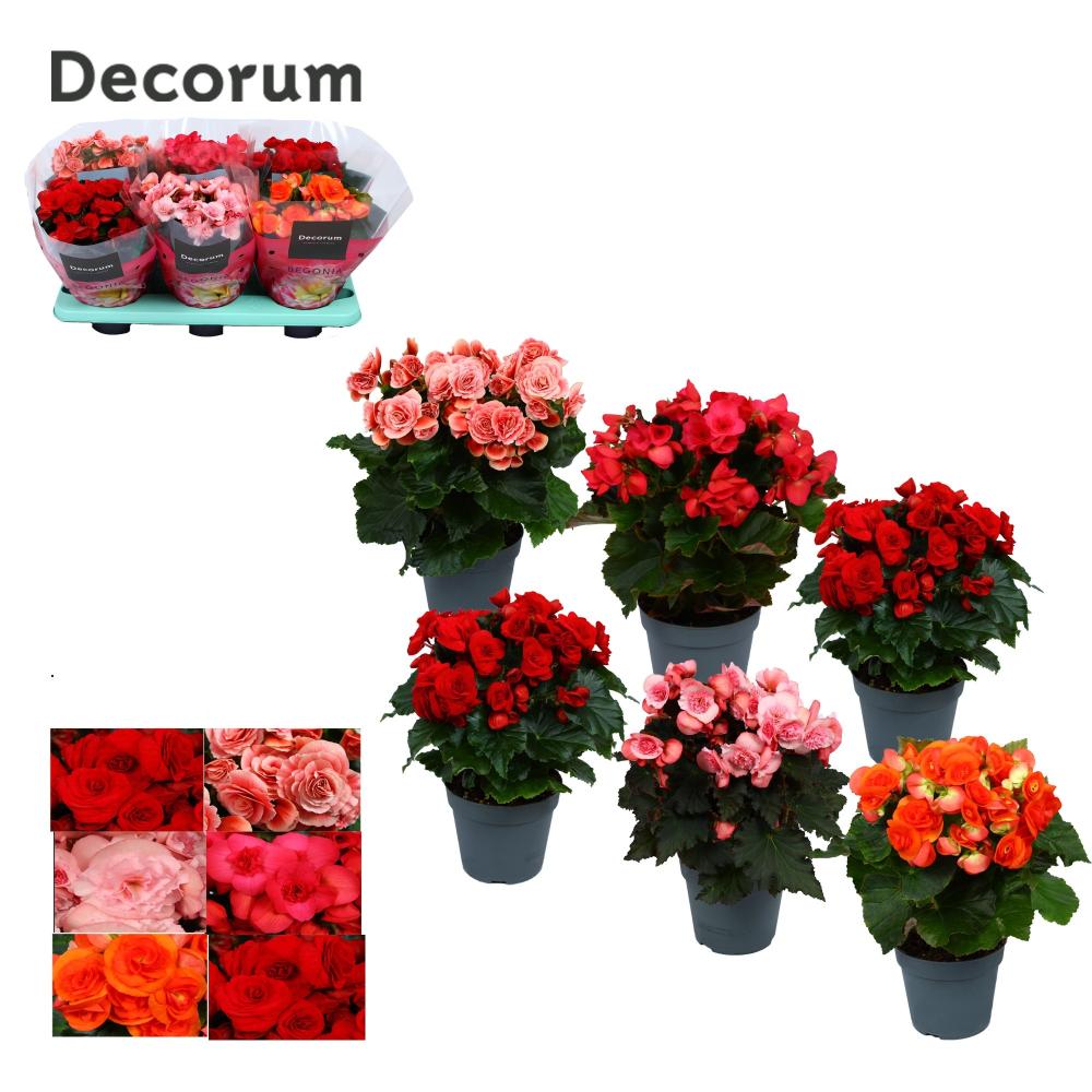 begonia
