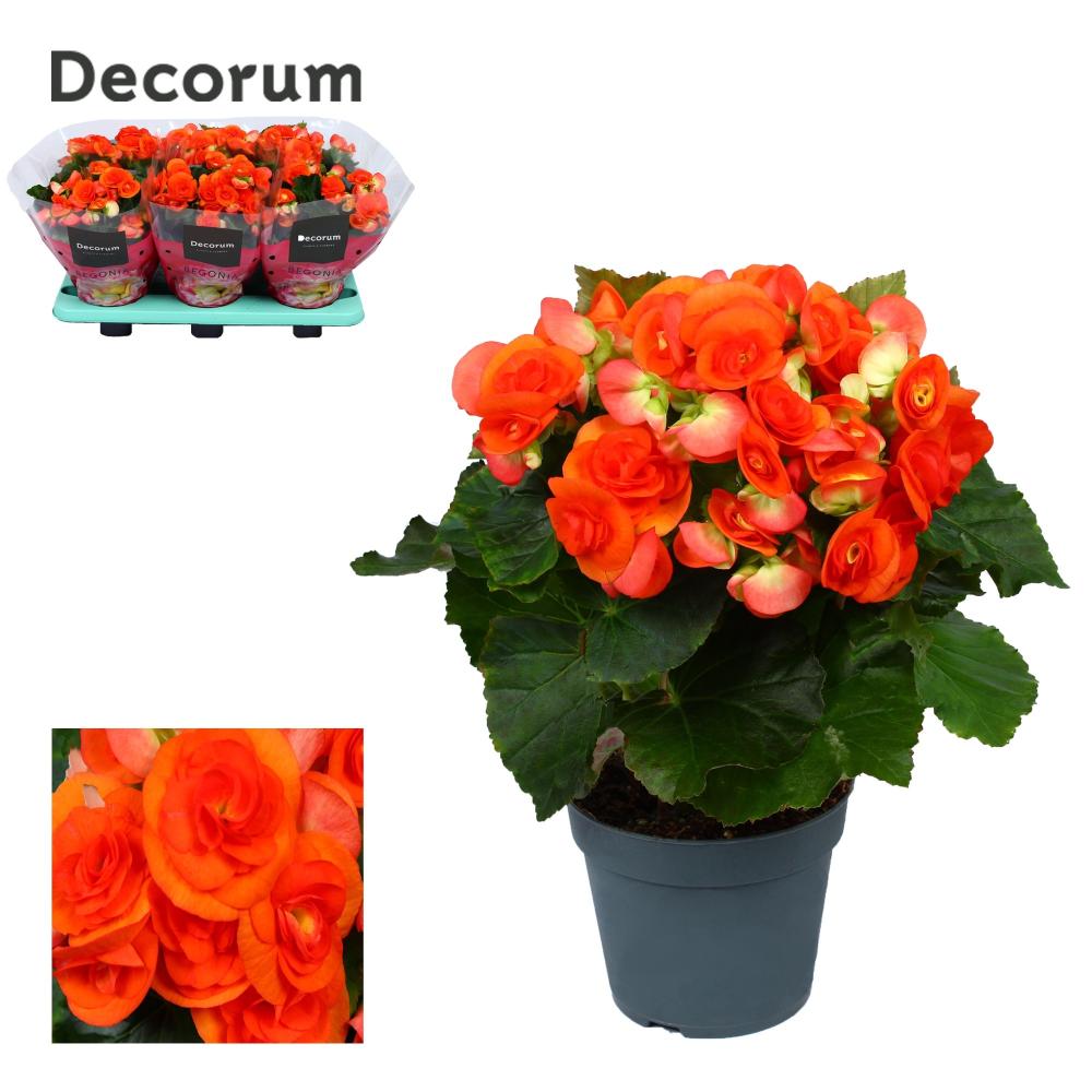 begonia