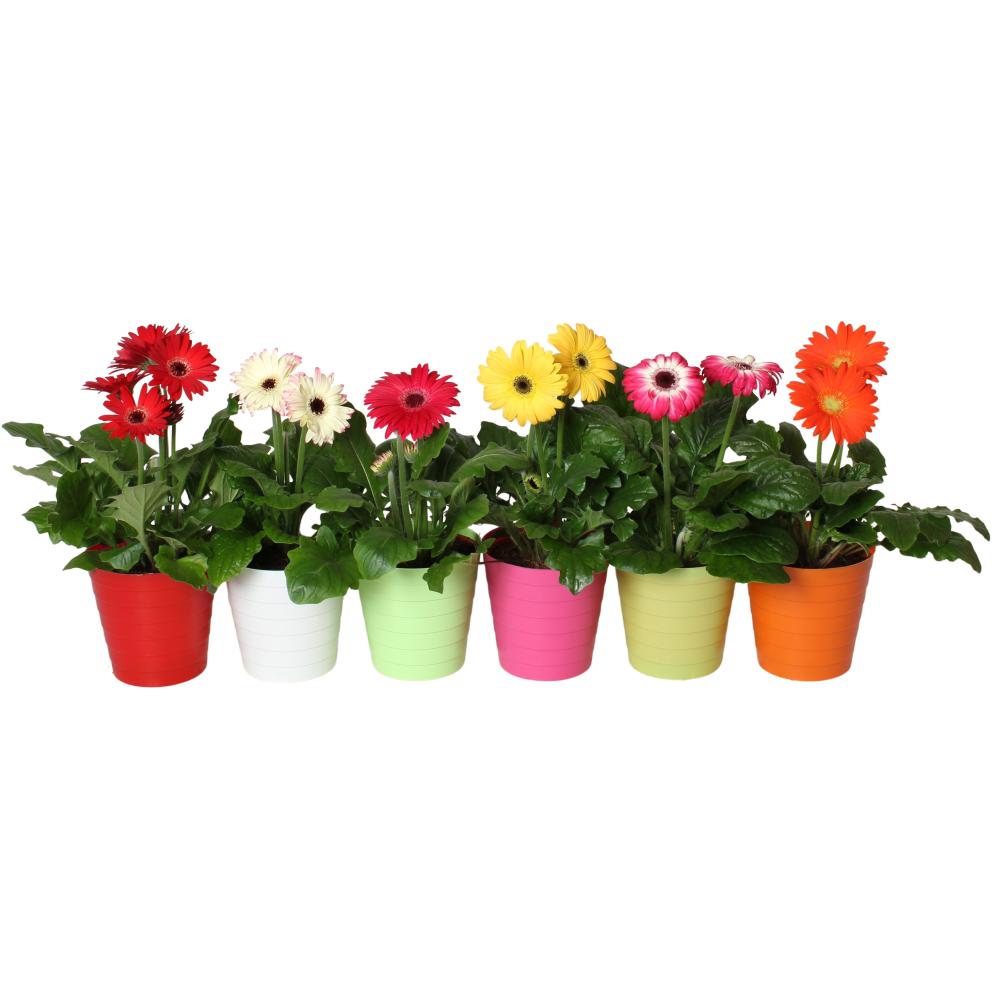 gerbera