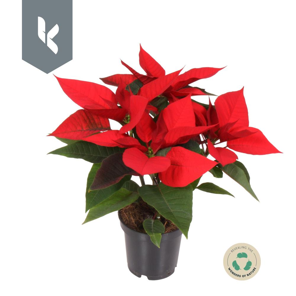 Poinsettia