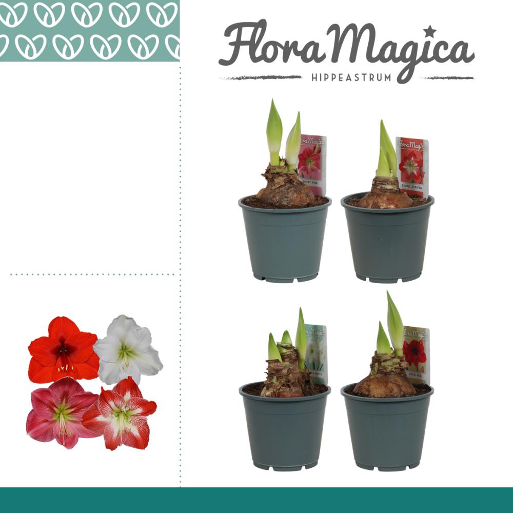 Amaryllis-hippeastrum
