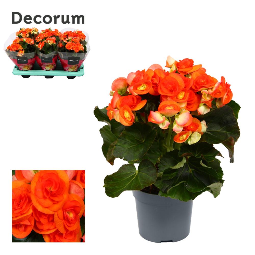 begonia