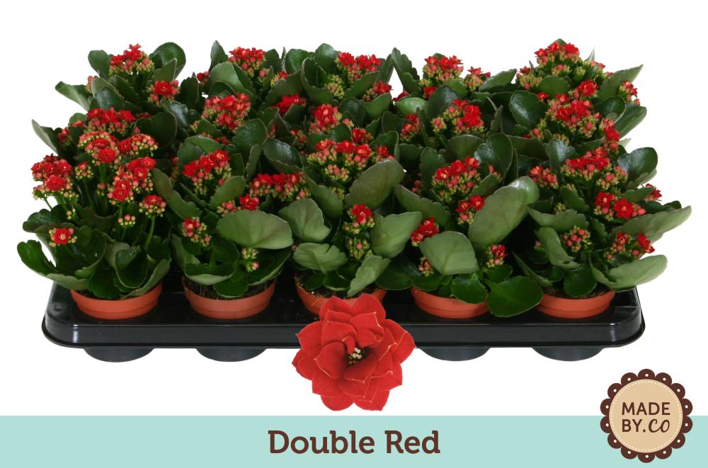 kalanchoe fleurs doubles
